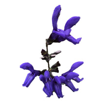 Translation missing: en.sections.featured_product.gallery_thumbnail _alt