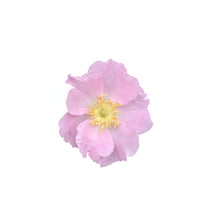 Translation missing: en.sections.featured_product.gallery_thumbnail _alt